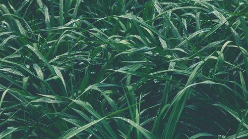 青青青草国产免费,国产影视的清新之作